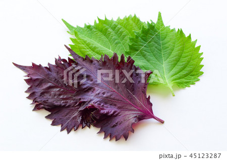 青紫蘇と赤紫蘇 45123287