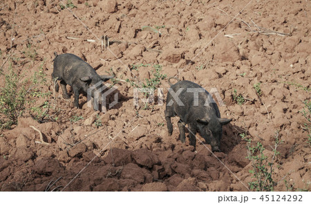 Two black pigs Two black pigs 45124292