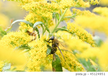 ハラナガツチバチ ハラナガツチバチ 45124951