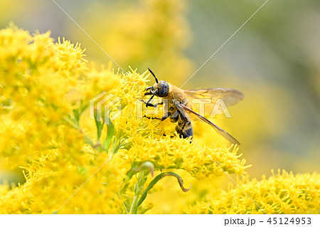 ハラナガツチバチ ハラナガツチバチ 45124953