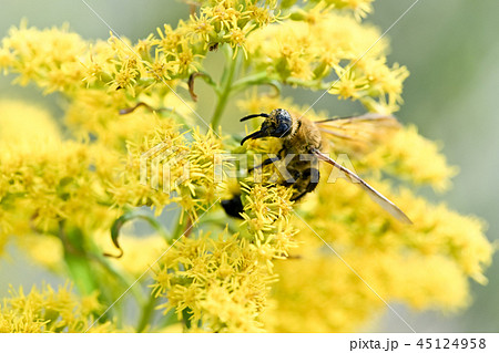 ハラナガツチバチ ハラナガツチバチ 45124958