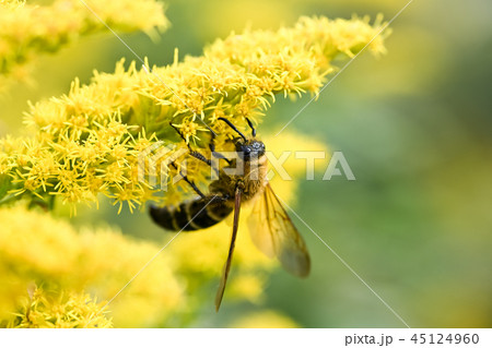 ハラナガツチバチ 45124960