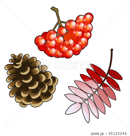The set of symbols of autumn. Bunch of red Rowan berries, leaf and pine cone isolated on a white The set of symbols of autumn. Bunch of red Rowan berries, leaf and pine cone isolated on a white 45125243