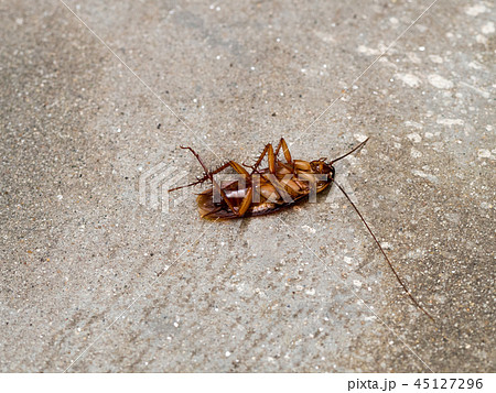 Dead cockroach on floor pesticides pest control. Dead cockroach on floor pesticides pest control. 45127296