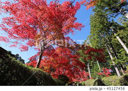 高野山の紅葉 45127456