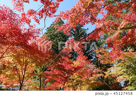 高野山の紅葉 高野山の紅葉 45127458