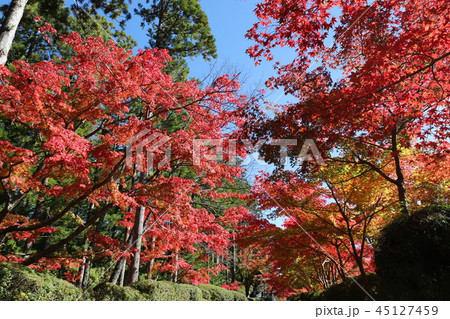 高野山の紅葉 高野山の紅葉 45127459