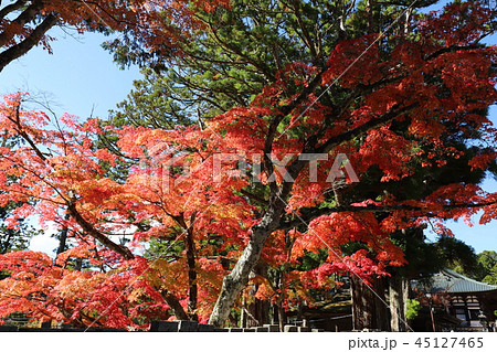 高野山の紅葉 45127465