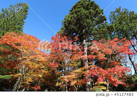 高野山の紅葉 高野山の紅葉 45127483