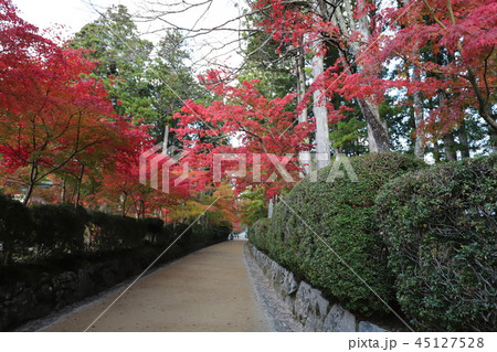 高野山の紅葉 45127528