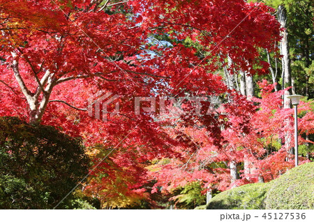 高野山の紅葉 45127536