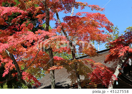 高野山の紅葉 高野山の紅葉 45127558
