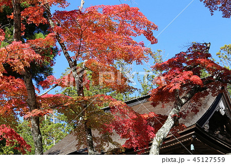 高野山の紅葉 高野山の紅葉 45127559