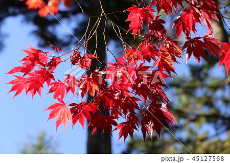 高野山の紅葉 高野山の紅葉 45127568