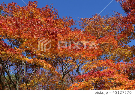 高野山の紅葉 45127570