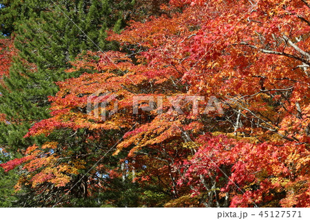 高野山の紅葉 45127571