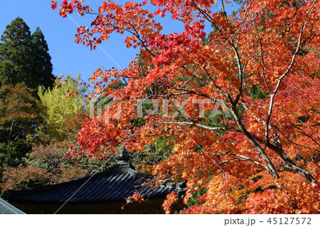 高野山の紅葉 高野山の紅葉 45127572