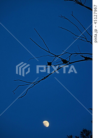 Silhouette scene of bird on bare twig so beautiful Silhouette scene of bird on bare twig so beautiful 45127967