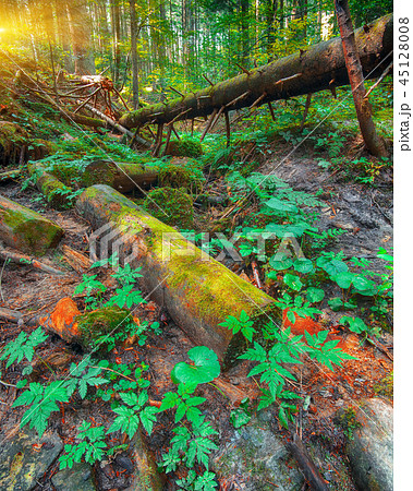 old fallen trees in the forest. old fallen trees in the forest. 45128008