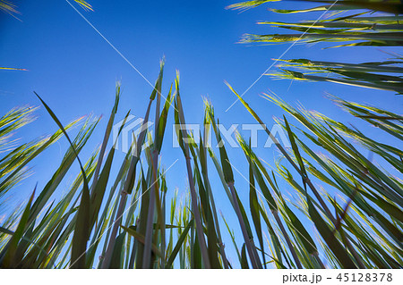 Green wheat field with blue sky in background Green wheat field with blue sky in background 45128378