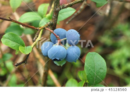 Bog whortleberry (Vaccinium uliginosum). Bog whortleberry (Vaccinium uliginosum). 45128560