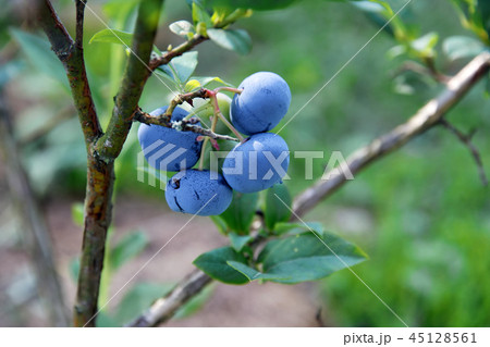 Bog whortleberry (Vaccinium uliginosum). Bog whortleberry (Vaccinium uliginosum). 45128561