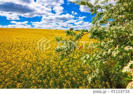 Lonely hawthorn tree flowering  45128716