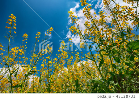 Flowering field of colza outdoors in spring Flowering field of colza outdoors in spring 45128733