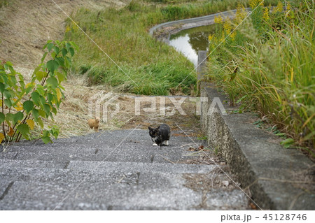 猫・野良猫・外ネコ・仲良し 45128746
