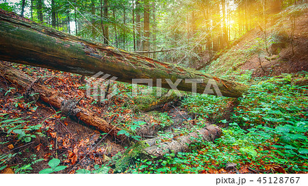 old fallen trees in the forest old fallen trees in the forest 45128767