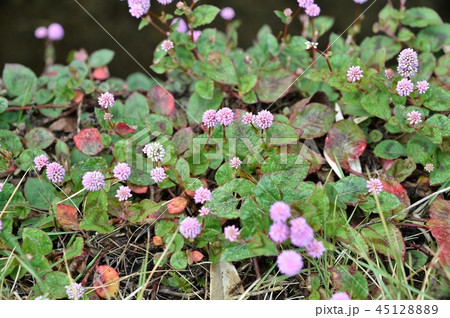 ヒメツルソバの花 45128889