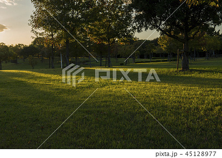 光が差し込む公園 45128977