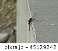 赤とんぼ 45129242
