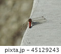 赤とんぼ 45129243