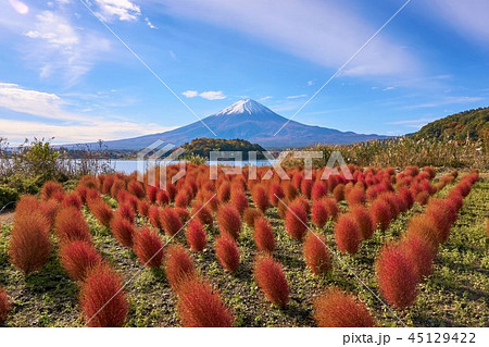 山梨県 紅葉 富士山 紅葉のコキア 河口湖大石公園の写真素材