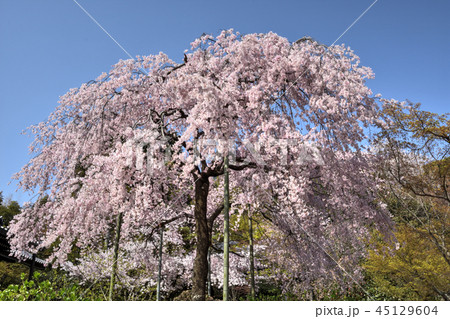 法金剛院の桜 45129604