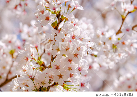 桜 桜 45129882