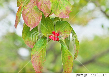 赤く色付いたハナミズキの実 45130017