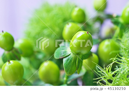 緑の丸いヒペリカムの実 45130250
