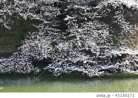 千鳥ヶ淵の桜 千鳥ヶ淵の桜 45130271