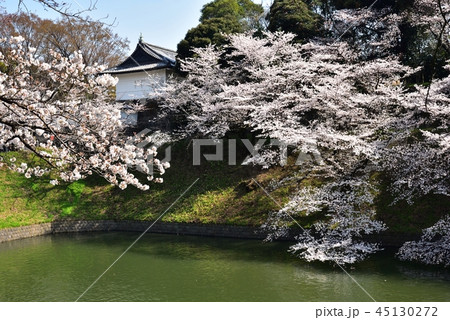 千鳥ヶ淵の桜 千鳥ヶ淵の桜 45130272