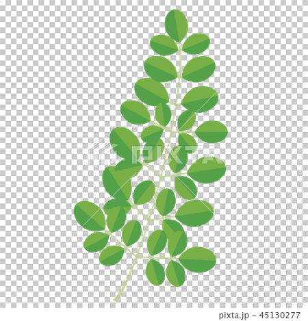 辣木（葉子） 45130277