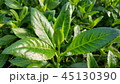 日差し 緑 農場 45130390