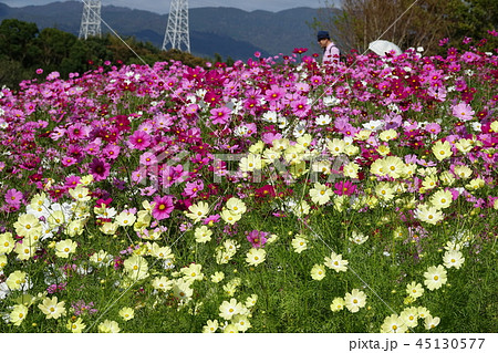 コスモス　（秋桜） 45130577