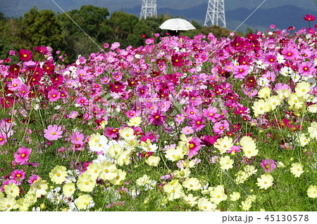 コスモス　（秋桜） 45130578