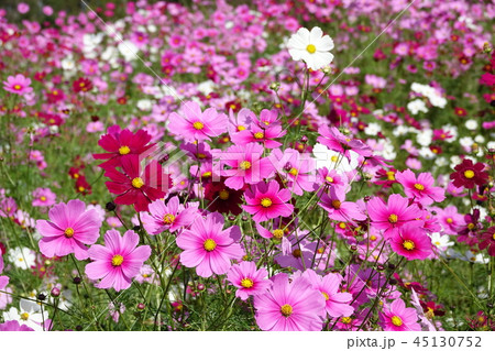 コスモス　（秋桜） 45130752