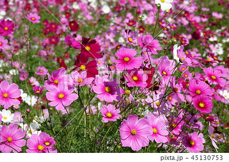 コスモス　（秋桜） 45130753