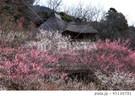 筑波山梅林の梅の花 45130791