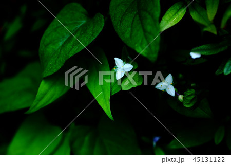 野草　トキワツユクサの花 45131122