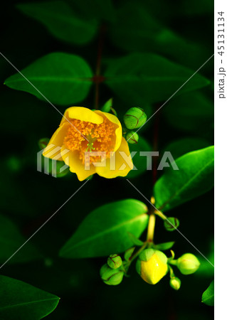 木蔭に咲く、キンシバイの花 45131134